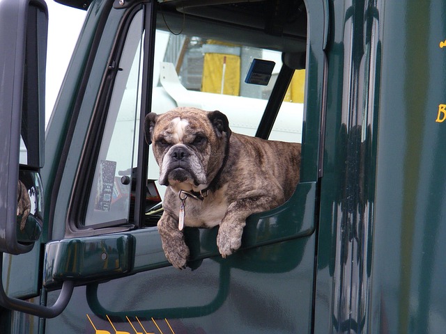 Pet Transport and How It Can be Safe and Stress-Free